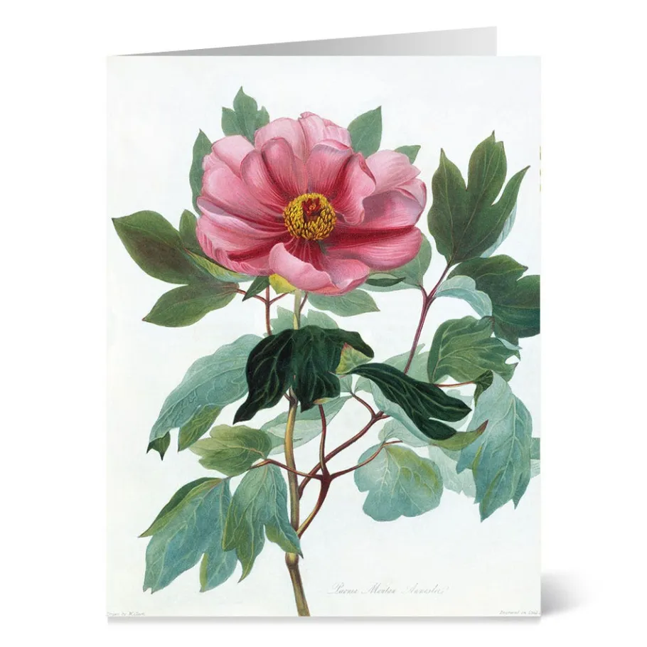 The Met Store Botanical Illustrations Notecards* Notecards & Correspondence